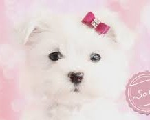 Cuddling Teacup Maltese for Sale
