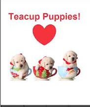 Cuddling Teacups Puppies