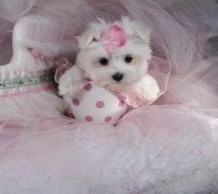 Maltese Puppy and Cute Things About Them