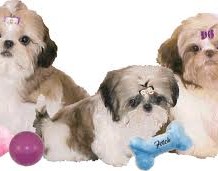 Loving Teacup shih tzu