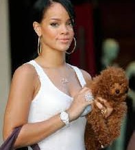 Teacup Maltipoo for Everyone