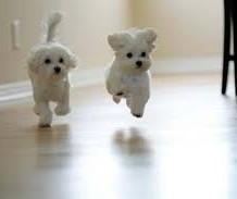 Unique Qualities of Teacup Maltese Puppies