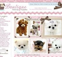 Finding Teacup Maltese Puppies for Sale