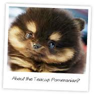 What People Should Know About Teacup Pomeranian