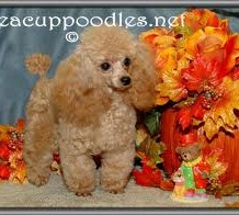 Owning Teacup Poodles
