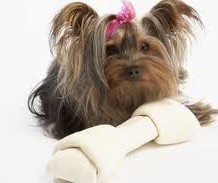 Cute and Petite Teacup Yorkie