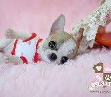 Teacup Chihuahua Facts