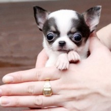 Knowing Teacup Chihuahua Breed