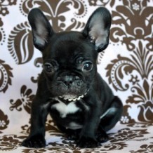 Things People Should Know About Teacup French Bulldog