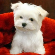 Teacup Maltipoo Puppies for Sale: Things to Consider