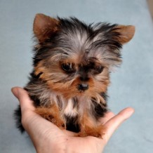 When Owning Micro Teacup Puppies, Consider…
