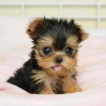 Teacup Dogs – Having Cuddly and Adorable Pets