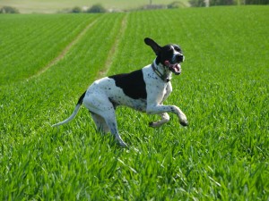 English Pointer