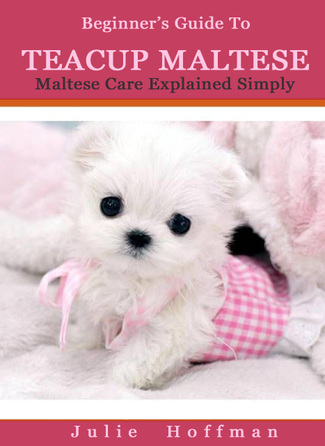 Teacup Maltese Dogs For Sale Teacup Maltese Dogs For Sale